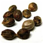 Семена марихуаны АК-47  (Seeds AK-47) в Бирюсинске